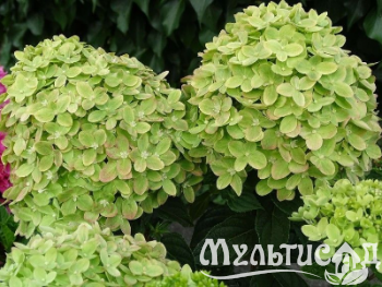image_6895822_12900411