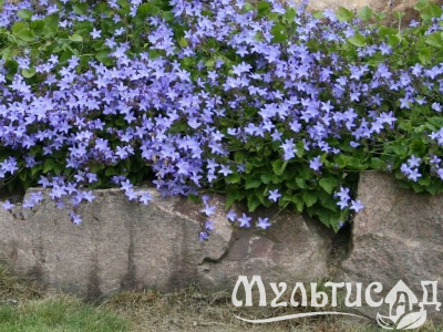Туя (6)