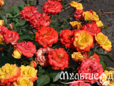 Креатив без названия (2)