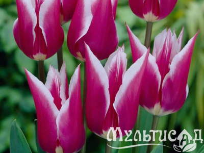 Креатив без названия (12)