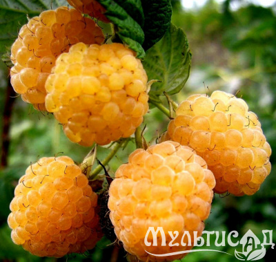 Картинка с сайта