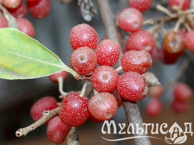 Креатив без названия (11)