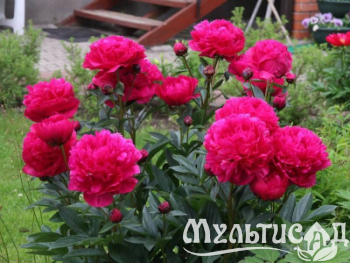 Креатив без названия (7)