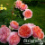 825dbc740489b29ac731a1feeb0e1fc1