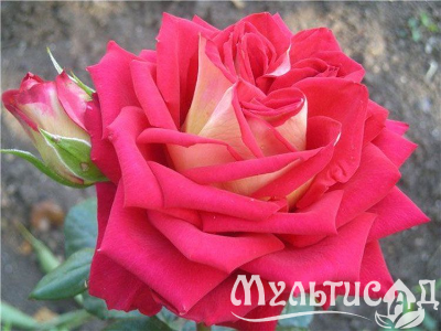 Креатив без названия (6)
