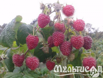 Дизайн без названия (17)