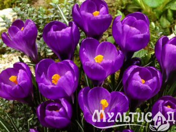 Креатив без названия (6)