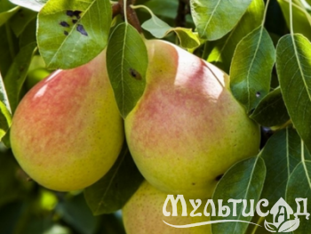Дизайн без названия (20)
