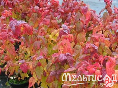 Креатив без названия (7)