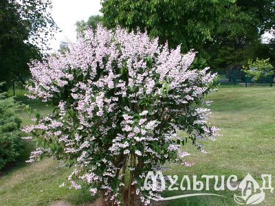 Туя - 2025-11-15T090954.072