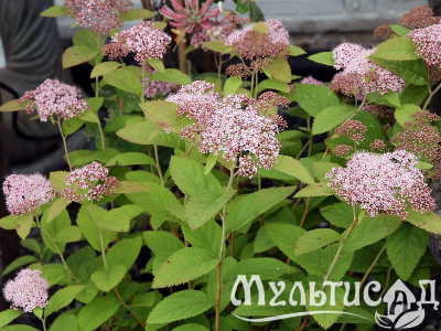 image_8165532_16177937