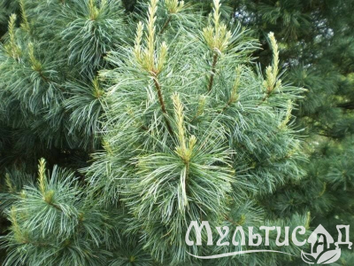 Туя (100)