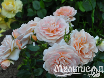 Дизайн без названия (32)