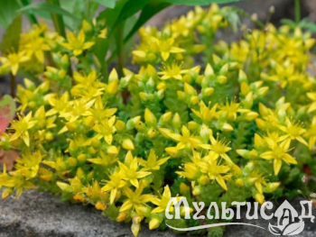 Туя (68)
