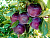 image_8255520_16450379
