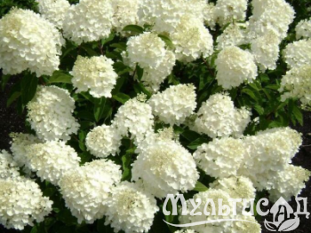 Морозостойкость до -23с - 2025-07-30T115810.953
