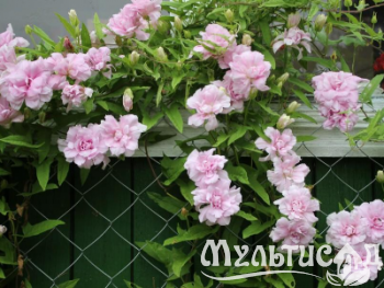 Туя - 2025-11-15T110111.971