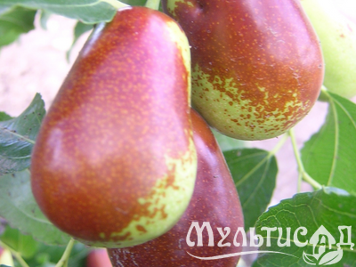 Дизайн без названия (23)