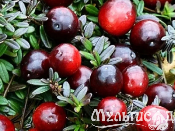 Креатив без названия (1)