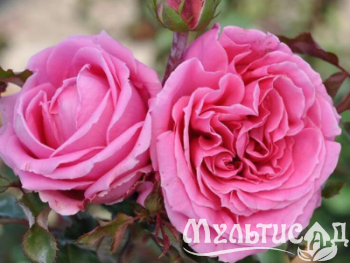 Дизайн без названия (8)