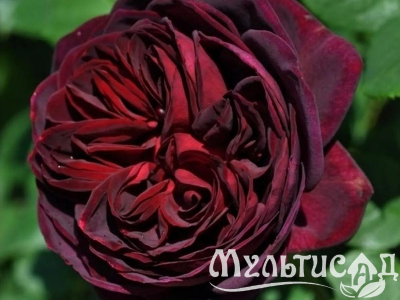 Туя (21)