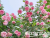 image_6895822_13384486 image_6895822_13384486
