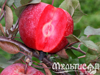 Дизайн без названия (1)