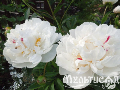 Креатив без названия (10)