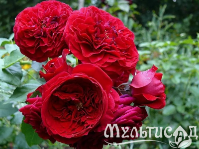 Креатив без названия (3)