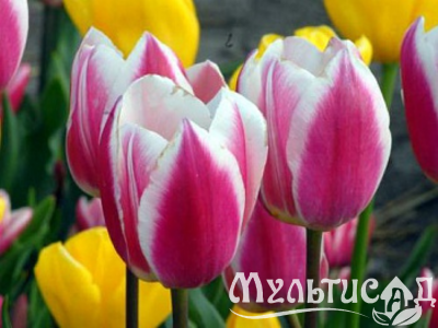 Дизайн без названия (16)