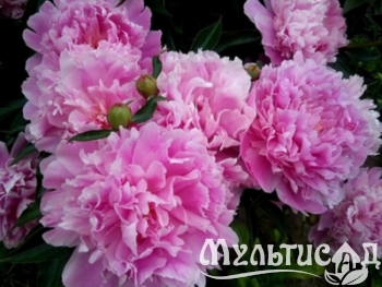 Дизайн без названия (9)