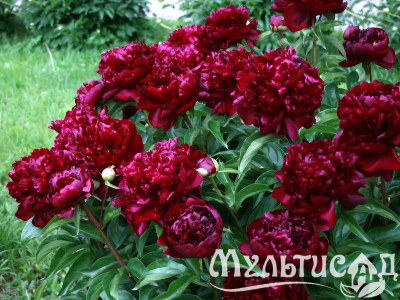 Креатив без названия (8)
