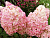 image_8165532_16175926