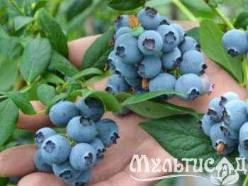 Голубика Торо (средний сорт)