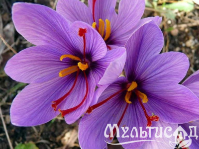Дизайн без названия