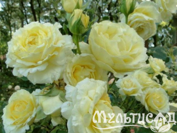Туя (2)