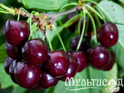 Дизайн без названия (18)