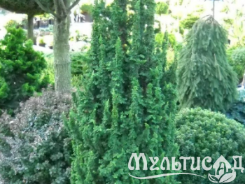 Креатив без названия (36)