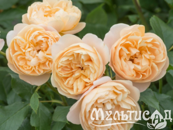 Дизайн без названия