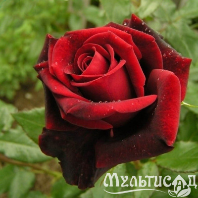 3a2o6gcqk2iqb5q98l013yagtunkmki2