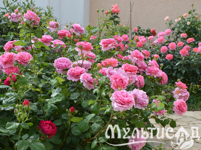 image_8165532_16152500