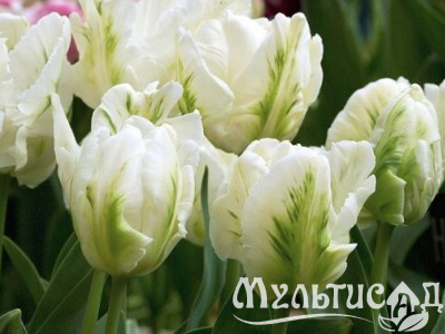 Креатив без названия (4)