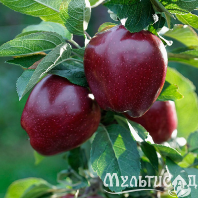 Картинка с сайта