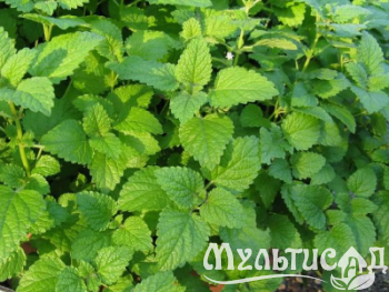 Креатив без названия (19)