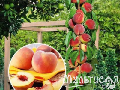 Дизайн без названия (4)