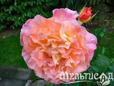 image_8165532_16129885