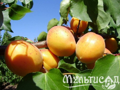 Дизайн без названия
