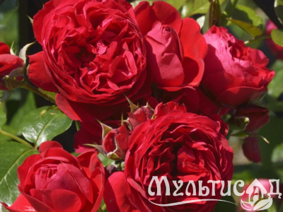 Дизайн без названия (19)