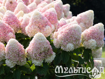 image_6895822_12900476