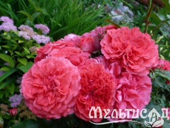 image_8165532_16155574
